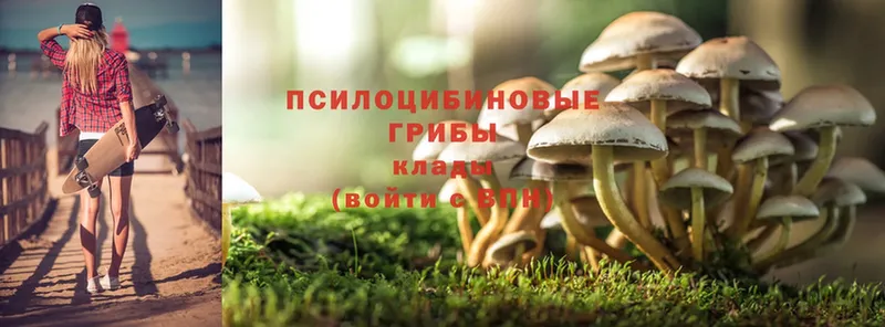 Псилоцибиновые грибы Psilocybe  Городец 